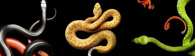 Serpentine - Photos de serpents colorés